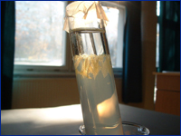 Synthese von Kalziumtartrateinkristallen durch Gelzüchtung