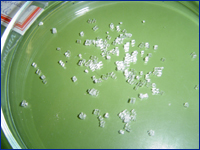 Züchtung von Glucose-Natrium-Chlorid Doppelsalz-Einkristallen