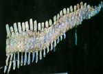 In Opal erhaltenes Fossil von Australien